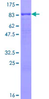 SDS-PAGE - Recombinant Human TEM7 protein (GST tag N-Terminus) (AB132117)