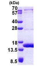 SDS-PAGE - Recombinant Human TEN1 protein (His tag N-Terminus) (AB167900)