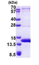 SDS-PAGE - Recombinant Human TEN1 protein (His tag N-Terminus) (AB167900)