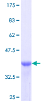 Recombinant Human Tenascin C protein