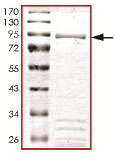 SDS-PAGE - Recombinant human TESK2 protein (AB140418), expandable thumbnail