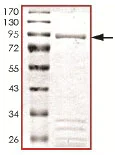 SDS-PAGE - Recombinant human TESK2 protein (AB140418)