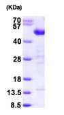 SDS-PAGE - Recombinant Human Testin protein (AB99213)