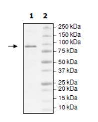 SDS-PAGE - Recombinant human TET1 protein (Active) (AB271753), expandable thumbnail
