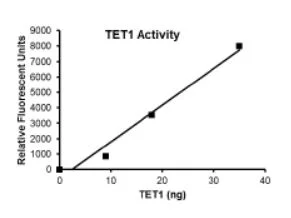 Functional Studies - Recombinant human TET1 protein (Active) (DDDDK tag N-Terminus) (AB271753)