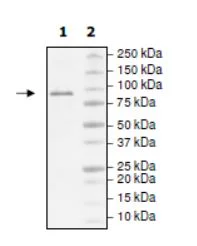 SDS-PAGE - Recombinant human TET1 protein (Active) (DDDDK tag N-Terminus) (AB271753)