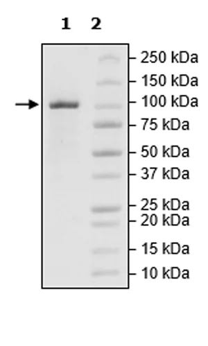 SDS-PAGE - Recombinant human Tet2 protein (Active) (6x His tag C-Terminus + DDDDK N-Terminus) (AB271754)