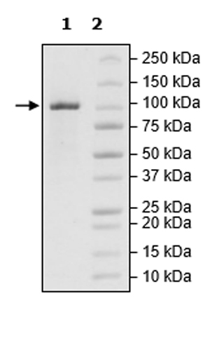 SDS-PAGE - Recombinant human Tet2 protein (Active) (AB271754)