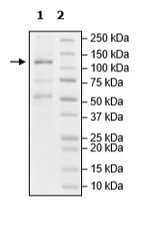 SDS-PAGE - Recombinant Human TET3 protein (DDDDK N-Terminus + His tag C-Terminus) (AB271756)
