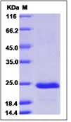 SDS-PAGE - Recombinant Human Tetranectin protein (His tag) (AB276491)