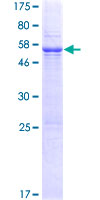 Recombinant Human TEX101 protein