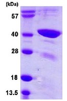 SDS-PAGE - Recombinant Human TFB1M protein (AB113141), expandable thumbnail