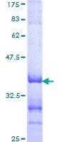 SDS-PAGE - Recombinant Human TFE3 protein (GST tag N-Terminus) (AB152741)