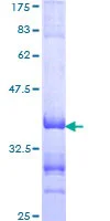 SDS-PAGE - Recombinant Human TFE3 protein (GST tag N-Terminus) (AB152741)