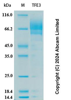SDS-PAGE - Recombinant Human TFE3 Protein Standard (AB323166)