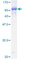 SDS-PAGE - Recombinant Human TFEB protein (GST tag N-Terminus) (AB152831)