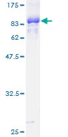SDS-PAGE - Recombinant Human TFEB protein (GST tag N-Terminus) (AB152831)