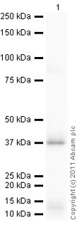 Western blot - Recombinant Human TFIIB protein (AB81898)