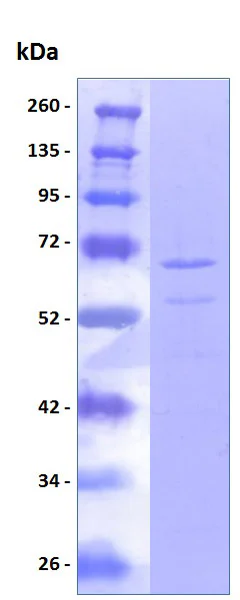SDS-PAGE - Recombinant Human TFIIE alpha/GTF2E1 protein (His tag) (AB204777)