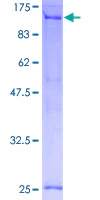 SDS-PAGE - Recombinant Human TFIP11 protein (GST tag N-Terminus) (AB161769)