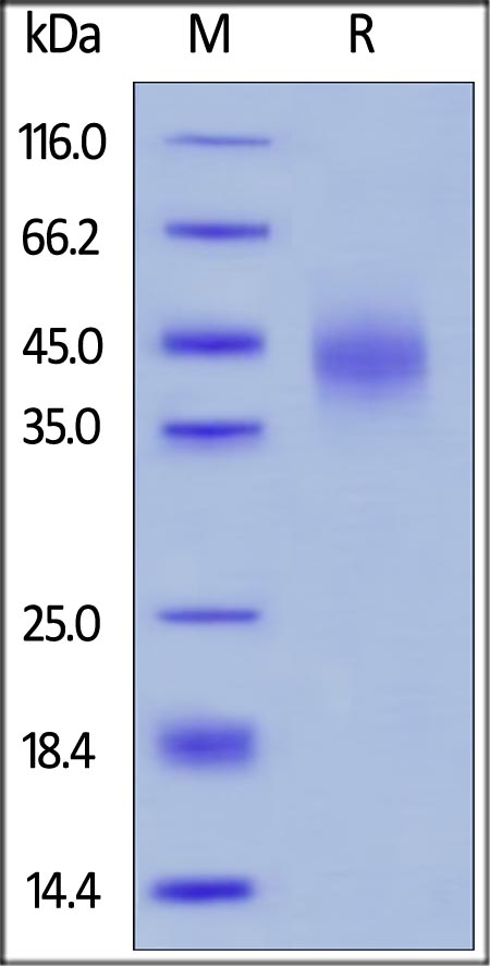 SDS-PAGE - Recombinant human TFPI protein (AB167711), expandable thumbnail