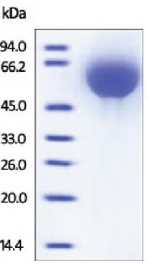 SDS-PAGE - Recombinant human TFPI protein (AB167711), expandable thumbnail