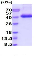 SDS-PAGE - Recombinant Human TFPI protein (His tag C-Terminus) (AB222990)