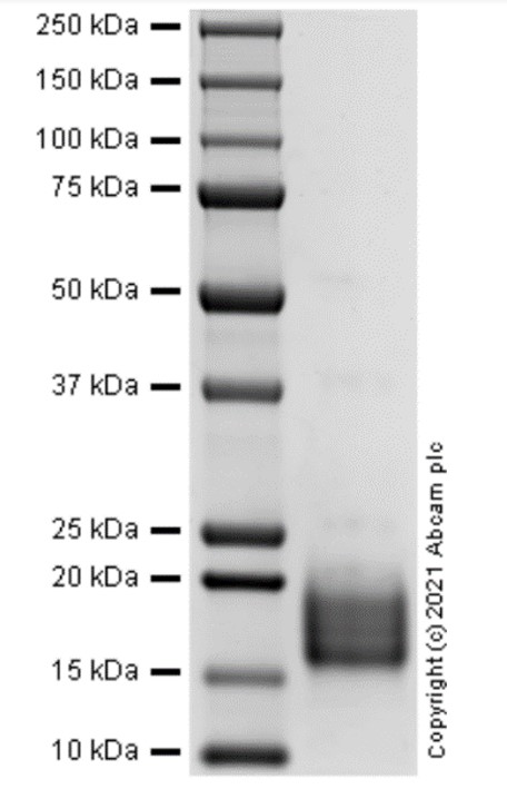 SDS-PAGE - Recombinant human TGF alpha protein (Active) (AB283419), expandable thumbnail