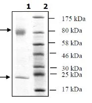 SDS-PAGE - Recombinant human TGF beta 1 (mutated C33S) protein (Tag Free) (AB271759)