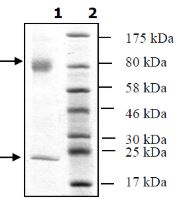 SDS-PAGE - Recombinant human TGF beta 1 (mutated C33S) protein (Tagged) (AB271759), expandable thumbnail