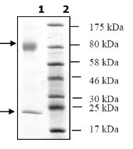 SDS-PAGE - Recombinant human TGF beta 1 (mutated C33S) protein (Tagged) (AB271759)