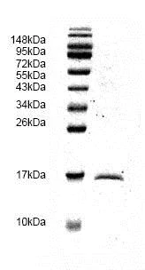 SDS-PAGE - Recombinant Human TGF beta 1 protein (AB82991)