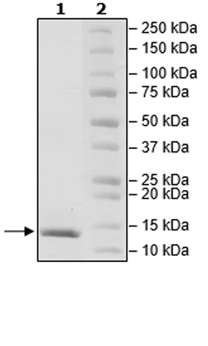 SDS-PAGE - Recombinant human TGF beta 1 protein (Active) (Tag Free) (AB271757)