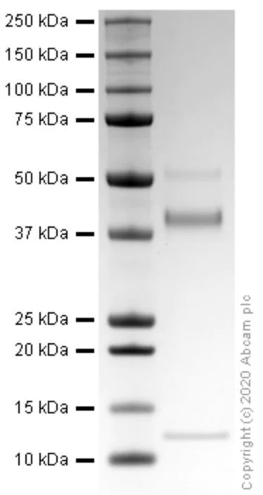 SDS-PAGE - Recombinant human TGF beta 2 protein (Active) (AB277760)