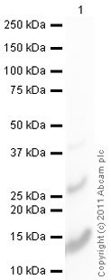 Recombinant human TGF beta 2 protein (Active)