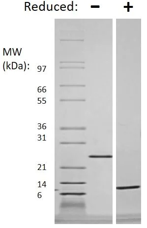 SDS-PAGE - Recombinant human TGF beta 3 protein (Active) (AB269205)