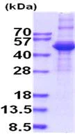 SDS-PAGE - Recombinant Human TGF beta 3 protein (denatured) (AB202611)