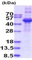 SDS-PAGE - Recombinant Human TGF beta 3 protein (denatured) (AB202611)