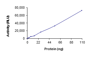 Recombinant human TGF beta Receptor II protein