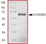 SDS-PAGE - Recombinant human TGF beta Receptor II protein (AB63173)