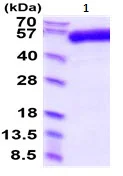 SDS-PAGE - Recombinant Human TGF beta Receptor II protein (Fc tag C-Terminus + His tag C-Terminus) (AB222436)