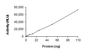 Functional Studies - Recombinant human TGF beta Receptor II protein (GST tag N-Terminus) (AB63173)