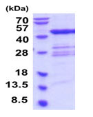 SDS-PAGE - Recombinant Human TGT protein (AB202188)