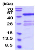 SDS-PAGE - Recombinant Human TGT protein (AB202188)