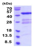 SDS-PAGE - Recombinant Human TGT protein (His tag N-Terminus) (AB202188)