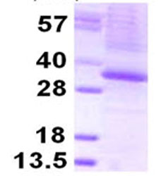 SDS-PAGE - Recombinant Human THAP1 protein (denatured) (His tag N-Terminus) (AB124553)