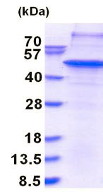SDS-PAGE - Recombinant Human THAP11 protein (denatured) (AB180329), expandable thumbnail