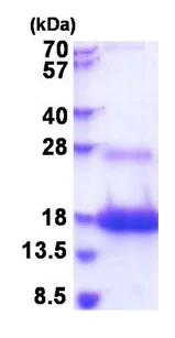 SDS-PAGE - Recombinant Human ThB protein (His tag N-Terminus) (AB177649)