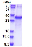 SDS-PAGE - Recombinant Human THEA protein (denatured) (His tag N-Terminus) (AB174552)