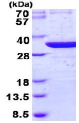 Recombinant Human THG1L protein